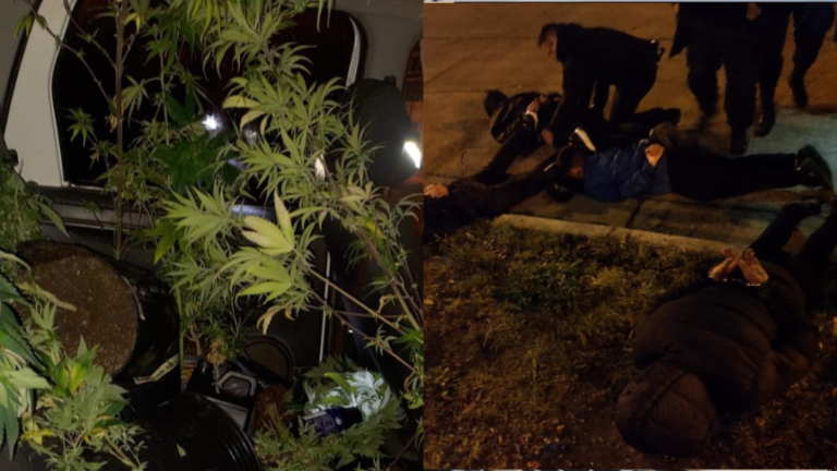 Dos menores involucrados en el robo de 14 plantas de marihuana