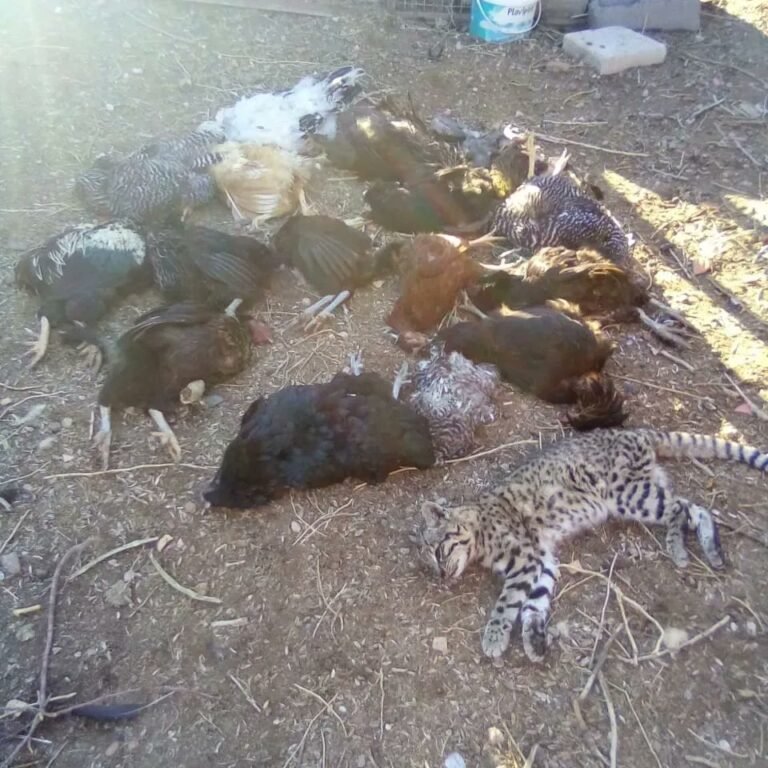 Mató a mazazos a un gato montés porque atacó a sus gallinas