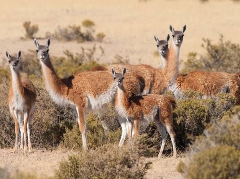 Se triplicó la cantidad de cazadores de guanacos