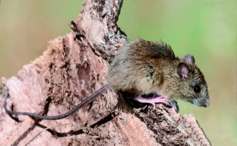 Murió una mujer por hantavirus en Bariloche y hay más de 20 personas aisladas