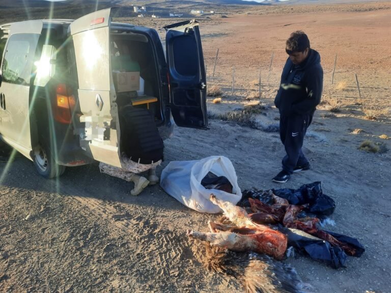Los descubrieron con avestruces y guanacos depostados en su camioneta