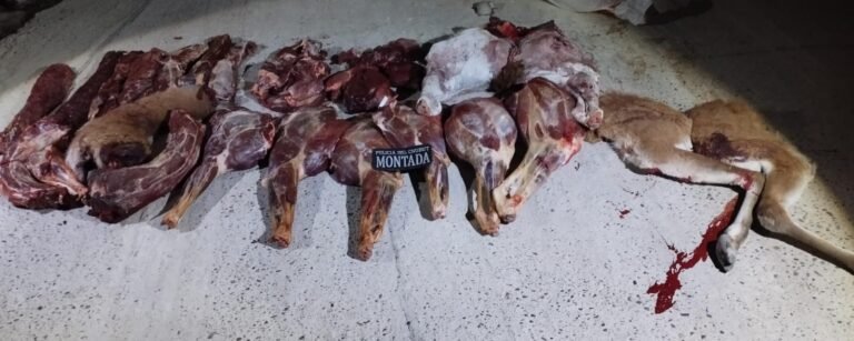 Transportaba 3 guanacos despostados en la caja de una camioneta y fue descubierto