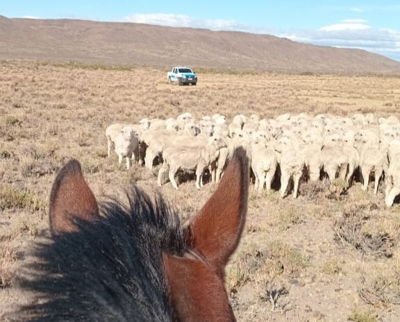 Recuperaron 112 ovinos robados de una estancia
