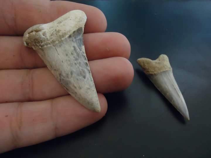 Recuerdan la importancia de la conservación del patrimonio paleontológico, arqueológico e histórico