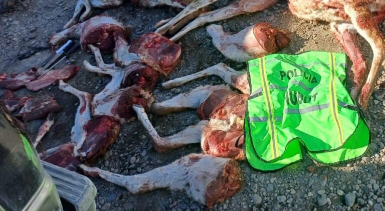 Los pararon en la ruta y llevaban guanacos faenados