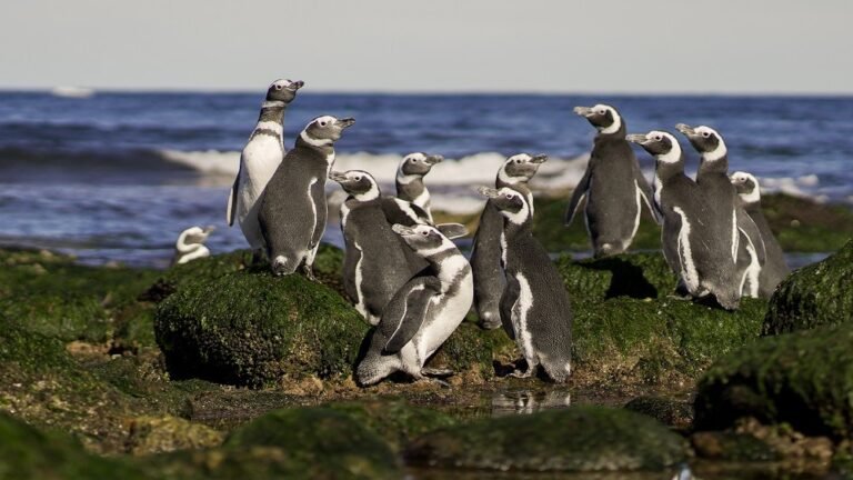 Chubut recibe a los pingüinos con dos fechas de apertura de temporada