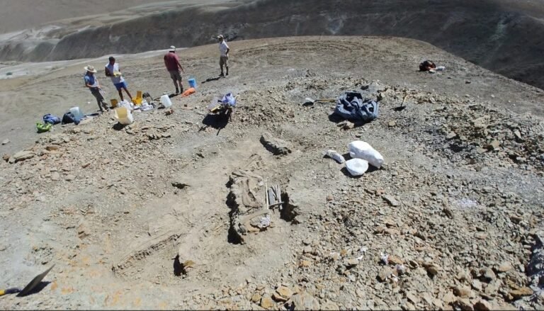 Un nuevo titanosaurio de 66 millones de años se suma a la galería jurásica