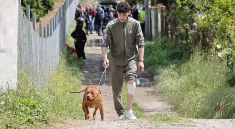 Dos pitbulls mataron a un bebé de 13 meses e hirieron a la madre que quiso rescatarlo