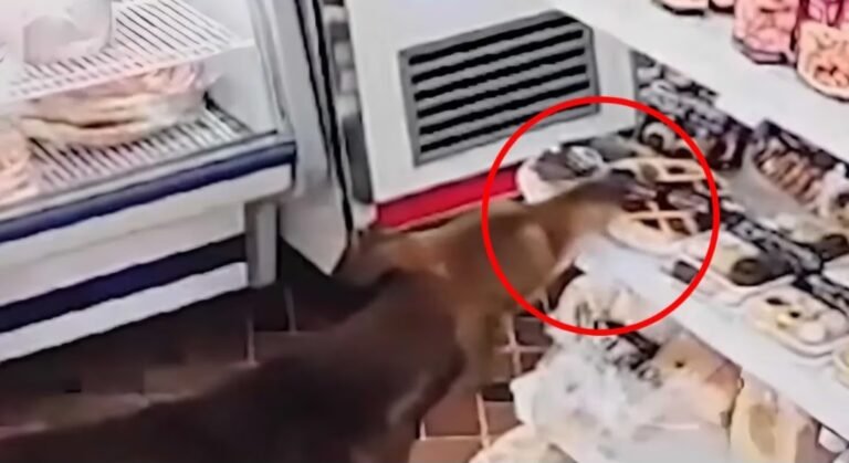 Un perro se robó una pasta frola de un almacén delante de la empleada