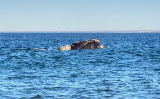 Una playa chubutense fue elegida entre las 100 mejores del mundo