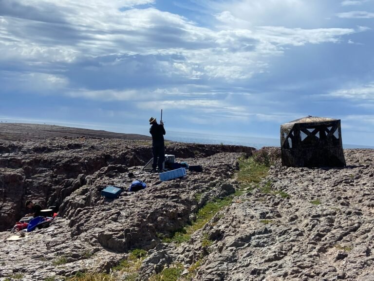 Científicos estudian en Chubut a tres especies clave para el ecosistema marino del país