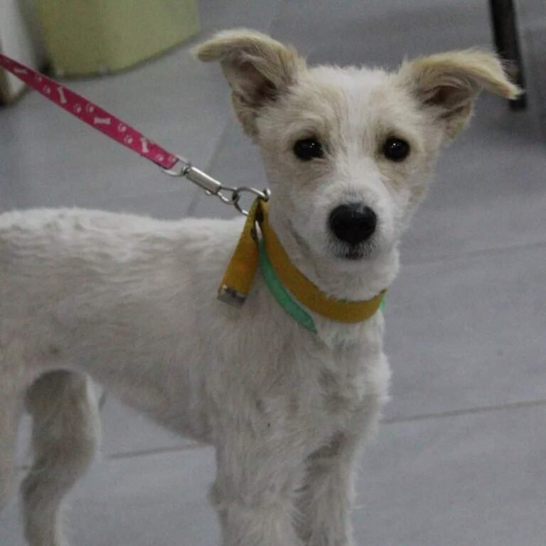 Esta semana el punto de esterilización canina y felina será en el barrio Sarmiento