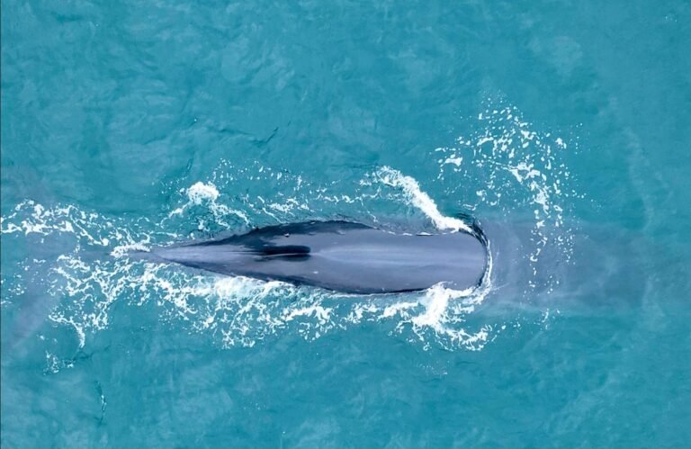 Se presentó el proyecto ballena Sei – Golfo San Jorge