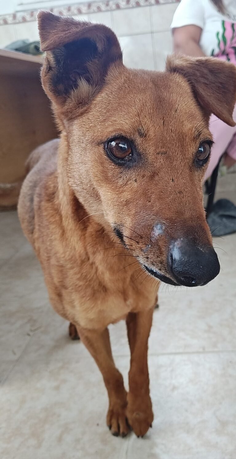 Buscan un hogar para Angelita, una perra que fue rescatada tras sufrir maltrato animal