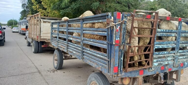 Transportaba más de 50 animales sin la documentación correspondiente