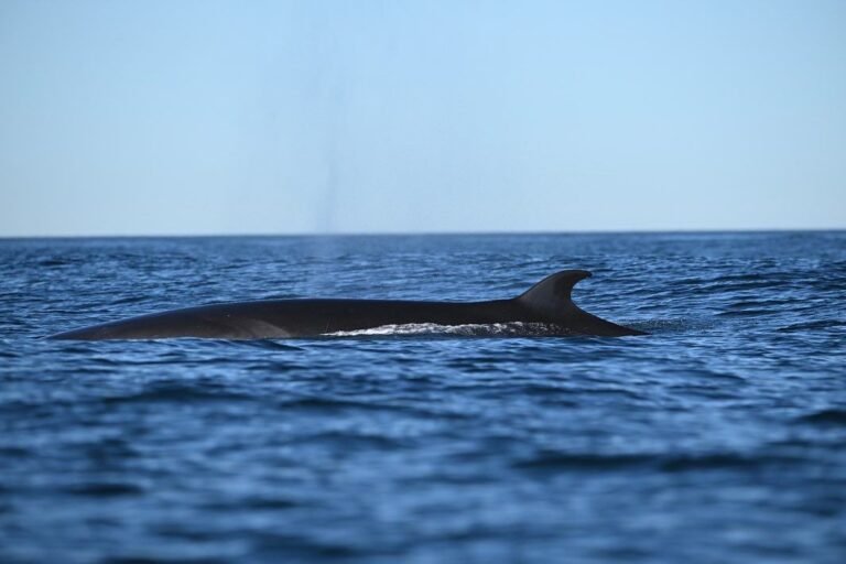 Proyecto Ballena Sei: finalizó el trabajo de filmación y la primera etapa de colocación de rastreadores satelitales