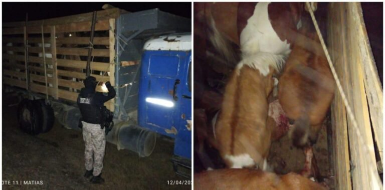 Imputaron a un camionero por llevar equinos en estado deplorable