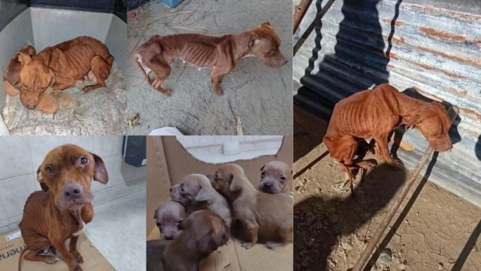 El imputado por la causa Canela deberá donar 80 kilos de alimento al dispensario canino