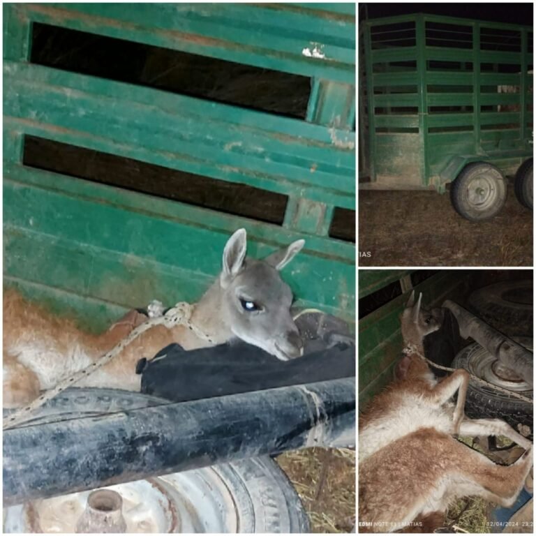 Transportaba un guanaco vivo y lo interceptó la policía en Ruta 40
