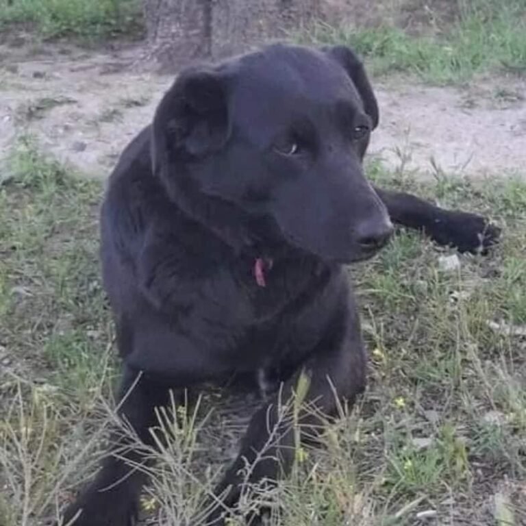 Piden colaboración para comprar alimento a Luna y Osa