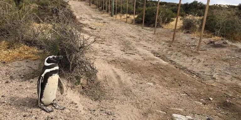 Irá a juicio el implicado por la causa de matanza de pingüinos en Punta Tombo