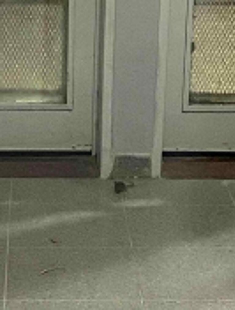 Alumnos piden desratización y desinfección en el Instituto N°806