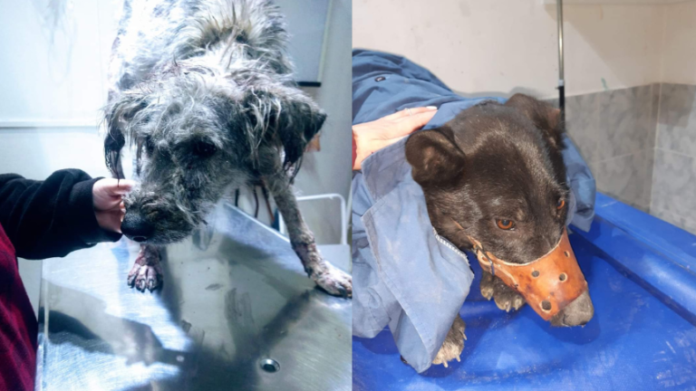 Piden ayuda para poder costear los gastos veterinarios de dos perros rescatados