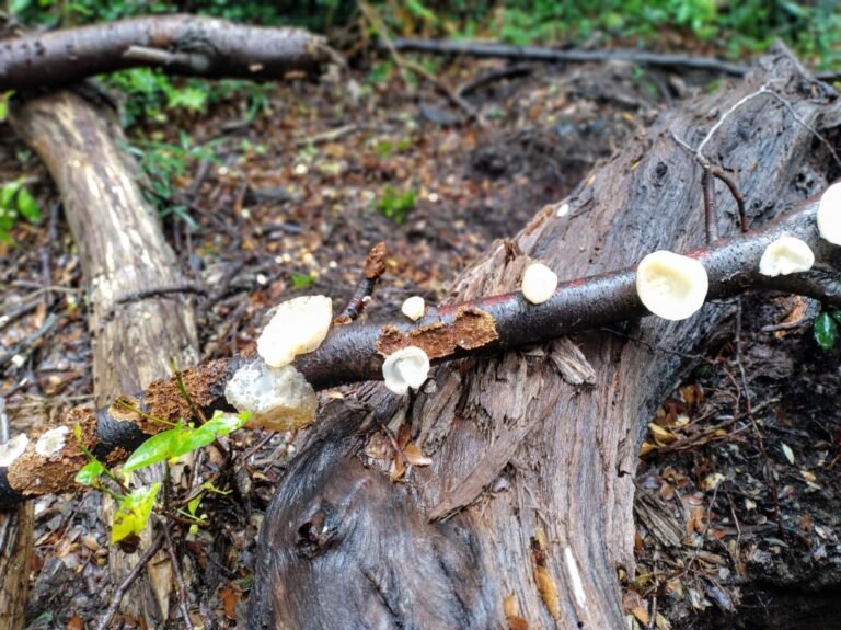Hongos, el tesoro oculto de la Patagonia: superalimento, cultivo simple y rol clave para la humanidad