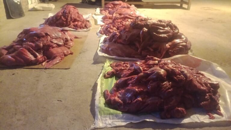 Secuestraron unos mil kilos de carne ilegal de guanaco