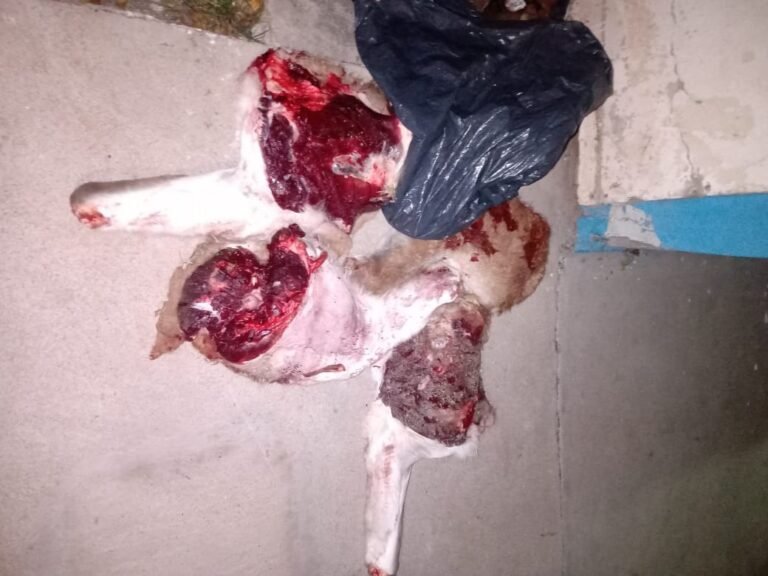 Llevaba en su auto carne de guanaco y un arma