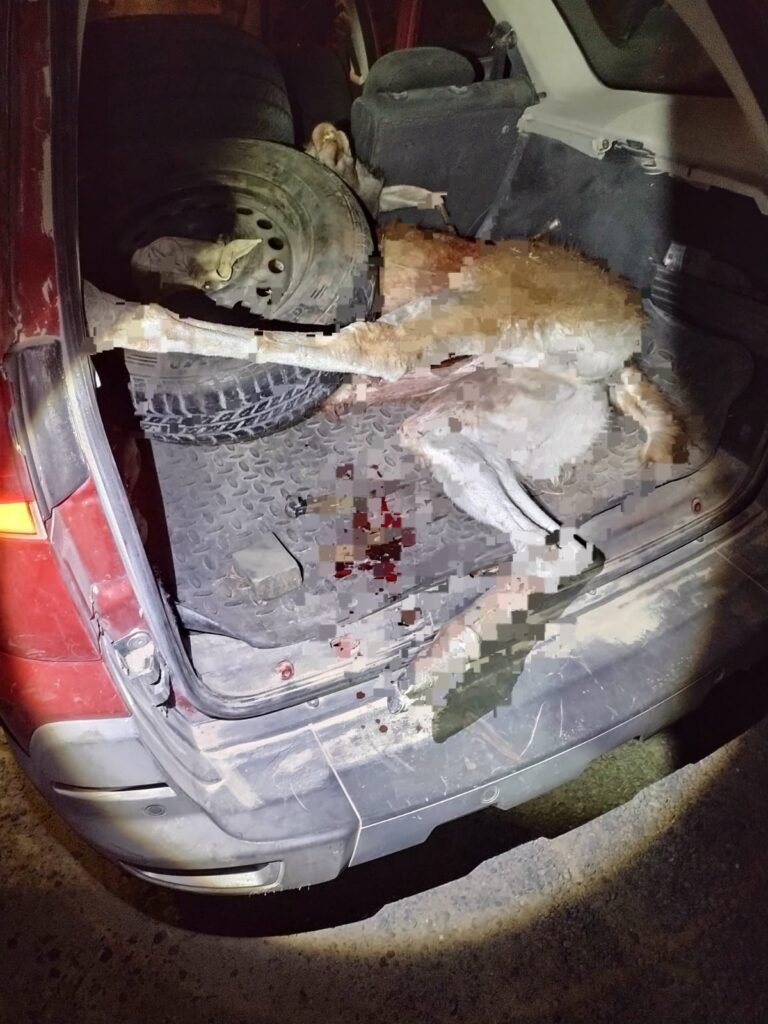 Viajaban con un guanaco en su auto sin permiso de caza 