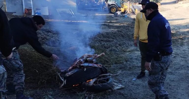 Trasladaban carne ovina y de guanaco en el baúl