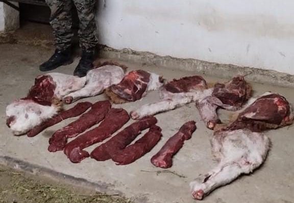 Lo atraparon con carne de guanaco en el baúl del auto
