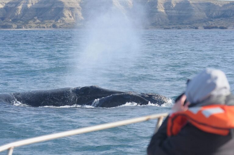 Anuncian el lanzamiento de la Temporada de Ballenas 2024