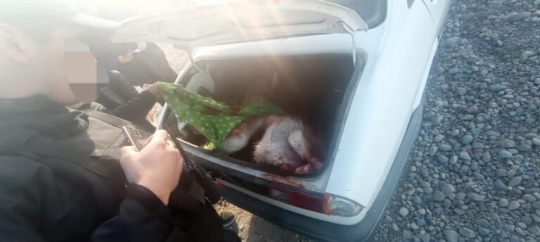 Llevaban dos chulengos muertos dentro del baúl del auto