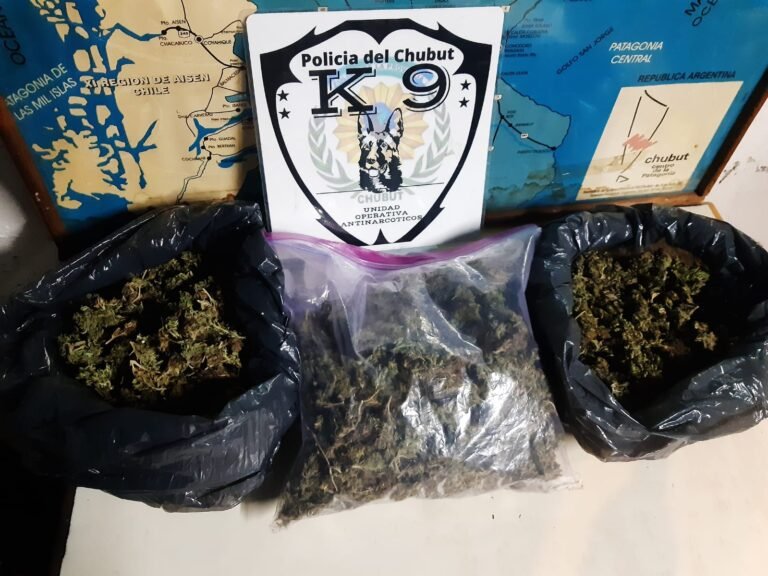 Secuestraron 700 dosis de Cannabis Sativa