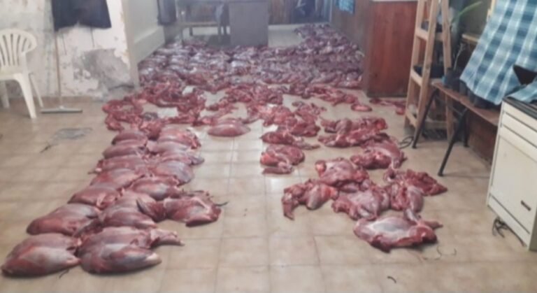 Decomisaron 1200 kilos de carne de guanaco en un control en Ruta Nacional N°25
