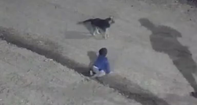 Policías rescataron a un bebé que gateaba solo por la calle en plena madrugada