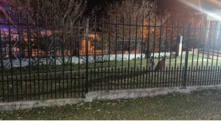 Entró a robar a la casa de una familia que estaba de vacaciones, lo atacaron dos pitbulls y está internado