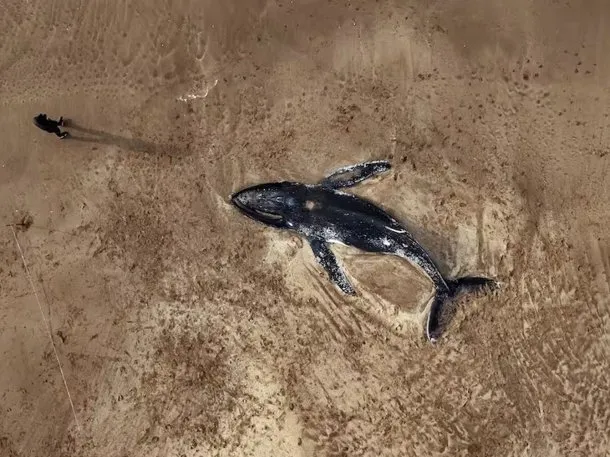Aparecieron dos ballenas muertas en la orilla del mar y se investigan las causas
