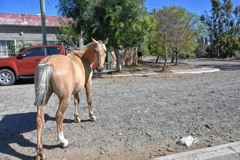 Se multará a los dueños de los caballos que esten sueltos por Comodoro