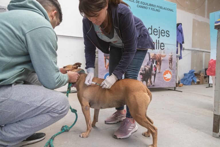 Jornada extraordinaria de castración en la sede vecinal de Km. 5