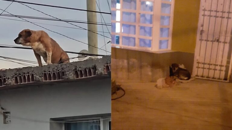 Se registraron dos hechos de maltrato animal