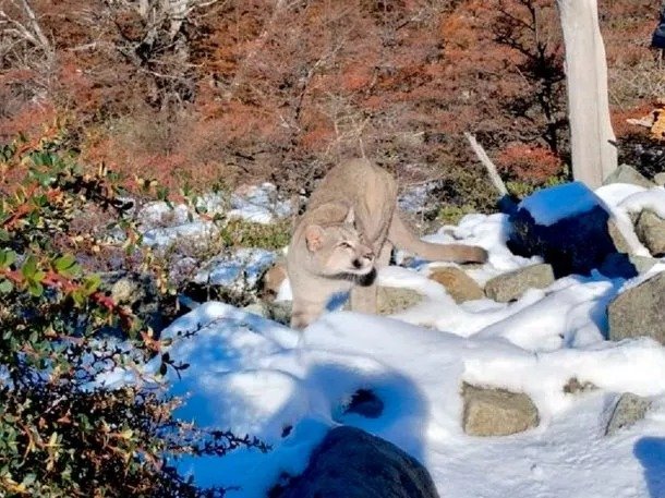 El encuentro entre una familia de turistas y un puma en la Patagonia