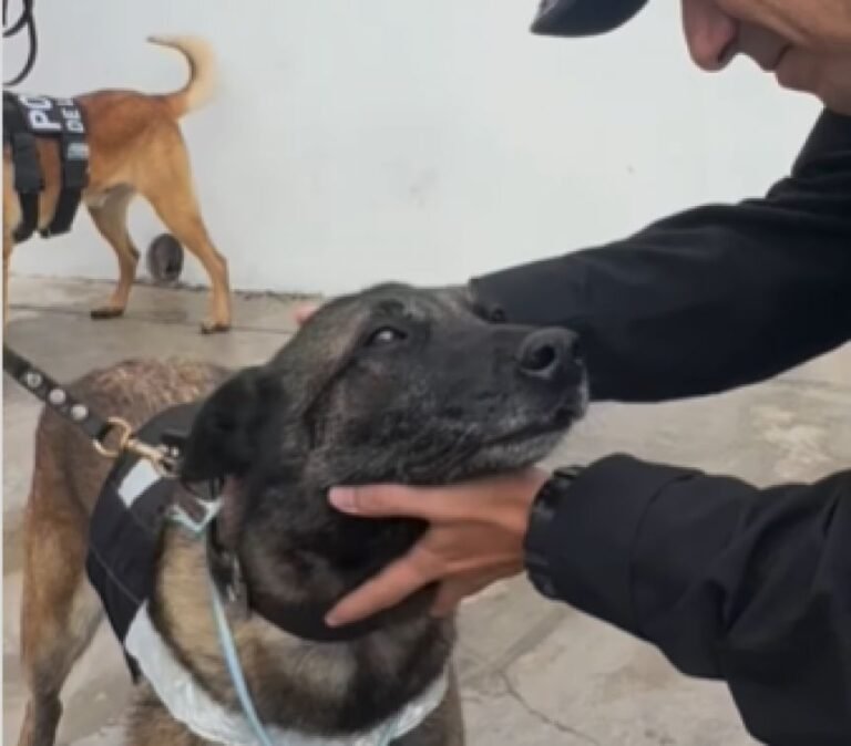 Se retiró Kiara, una integrante de la División Canes de la Policía