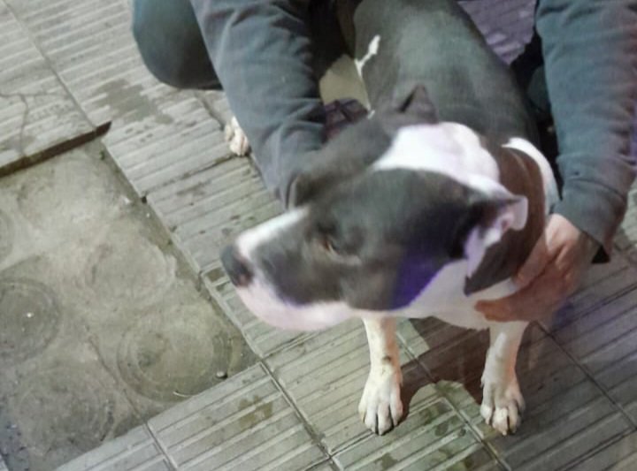 Intentaron robar un pitbull pero su dueño los vio y los detuvieron