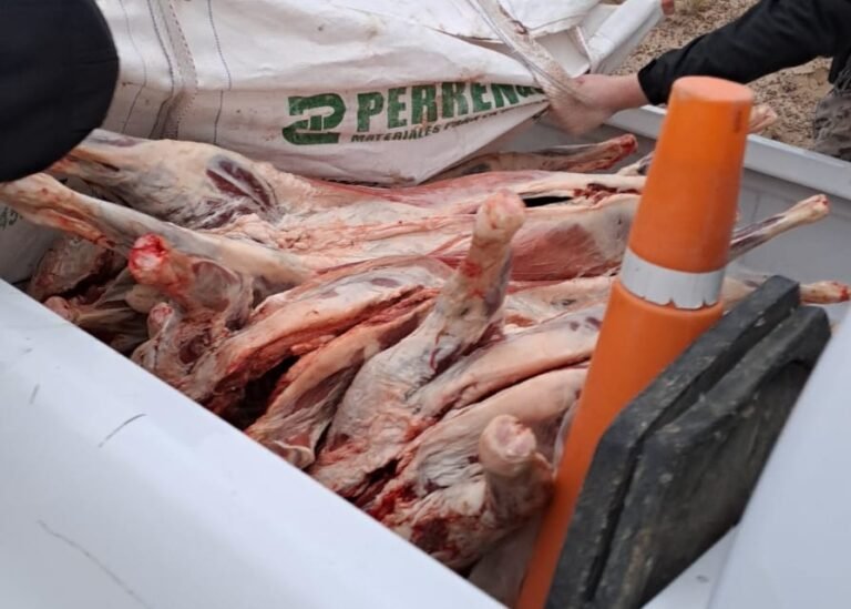 Llevaba 12 animales ovinos faenados en la camioneta y se los secuestraron