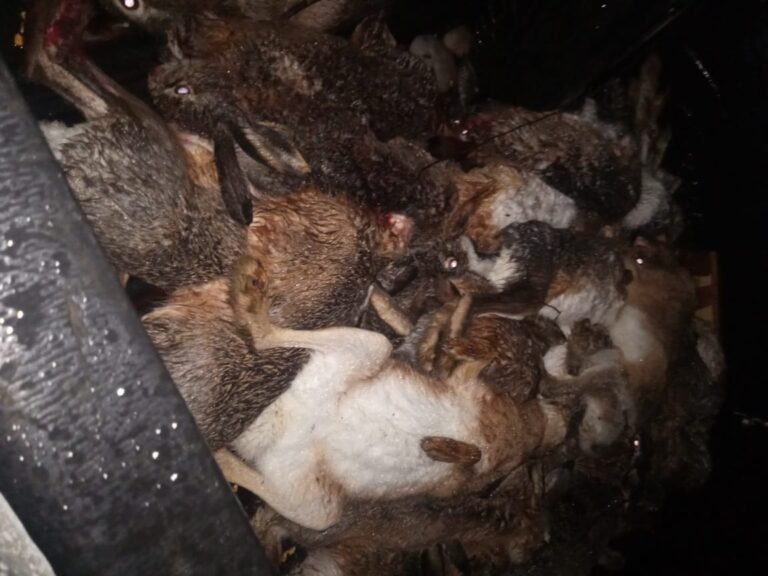 Los interceptaron en la ruta y descubrieron que llevaban 38 liebres y un rifle