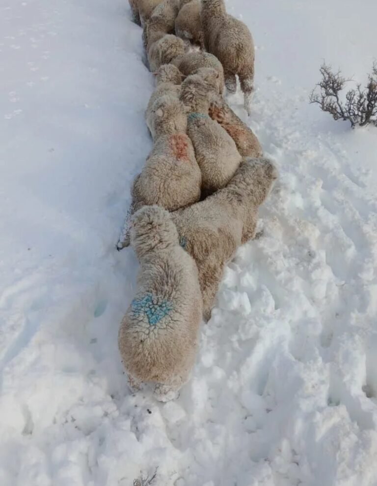 Por las fuertes nevadas, los animales ya llevan una semana sin poder acceder al alimento