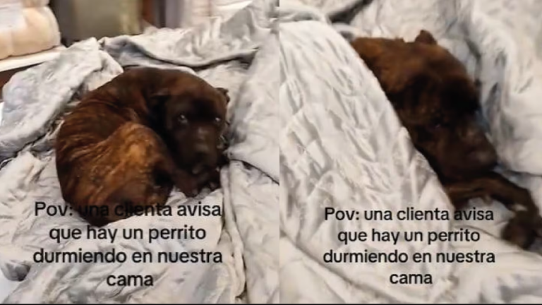 Un perro se metió en un local y la reacción de la empleada del lugar se viralizó